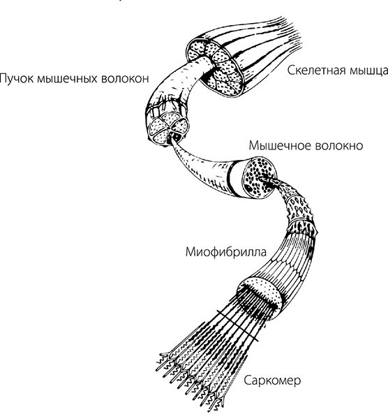 Пучок мышечных волокон скелетной мышцы