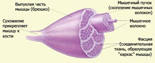 Мышцы туловища анатомия
