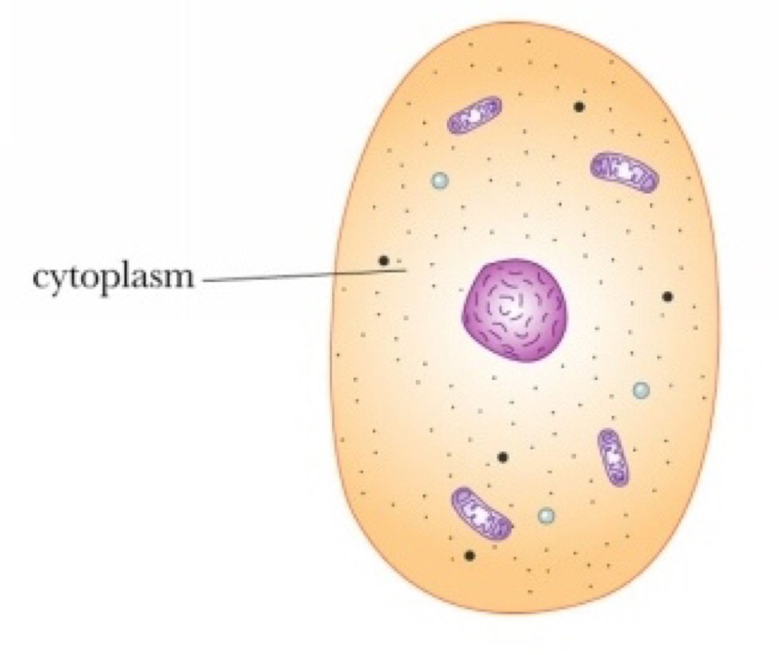 Цитоплазма схематический рисунок