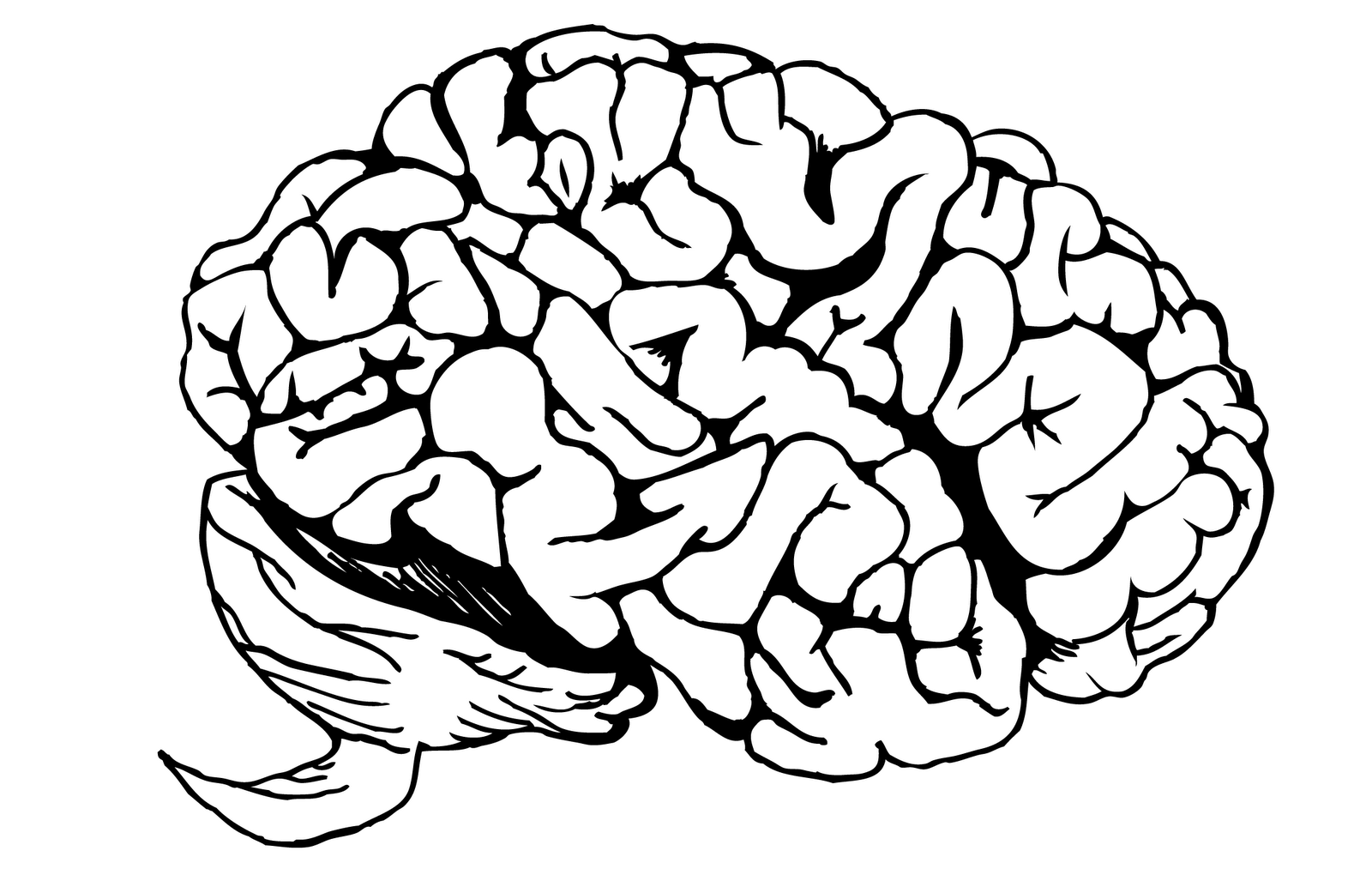 Большой мозг рисунок. Мозг рисунок. Головной мозг рисунок для детей. Мозг на белом фоне.