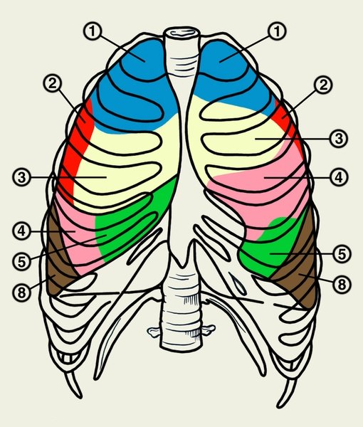 Раскраска лёгкие человека