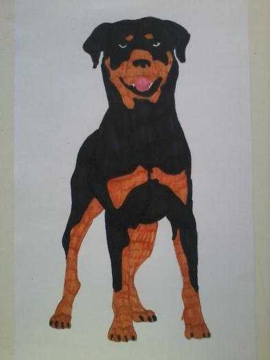 Срисовывать ротвейлера для детей