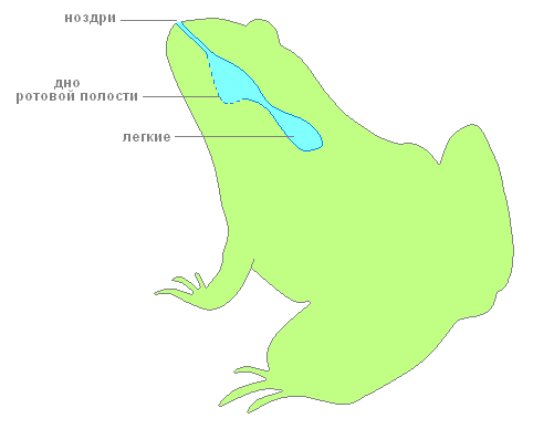 Строение дыхательной системы лягушки