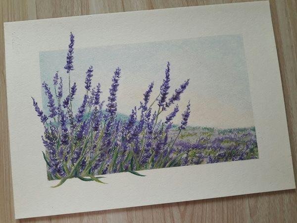 Лаванда набросок
