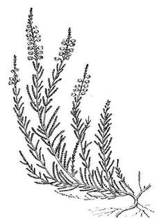 Вереск обыкновенный рисунок