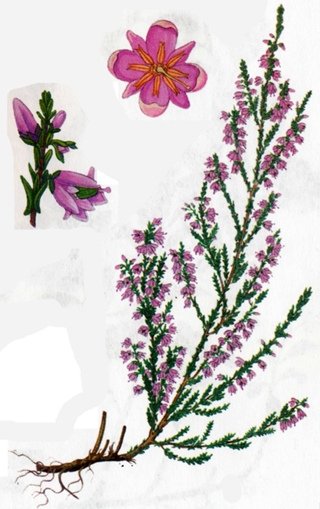 Вереск обыкновенный