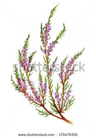 Лаванда рисунок для детей