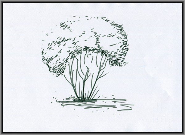 Кусты карандашом легко