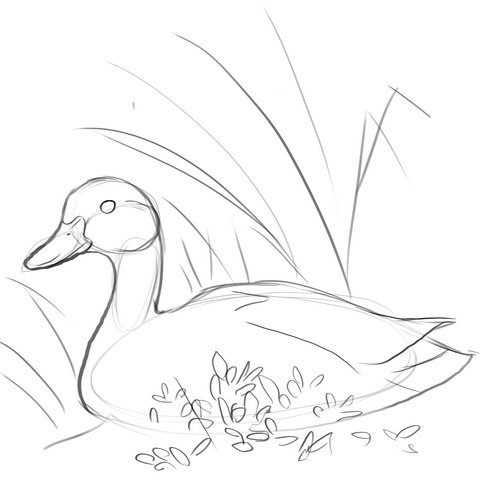 Рисунки уток карандашом