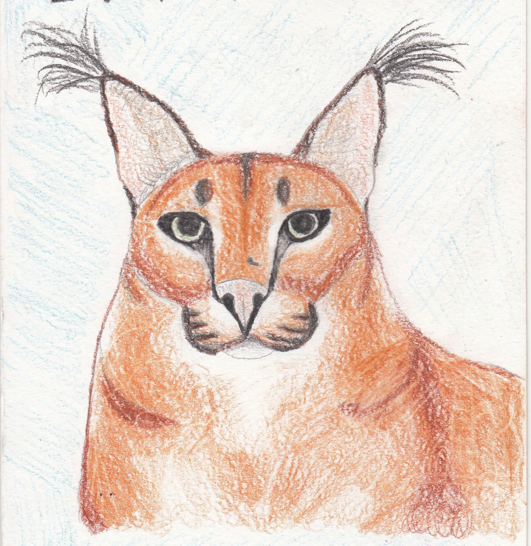 Рисунок шлёпы кот