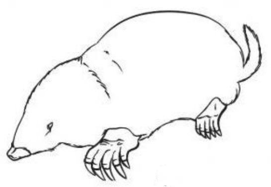 Крот карандашом