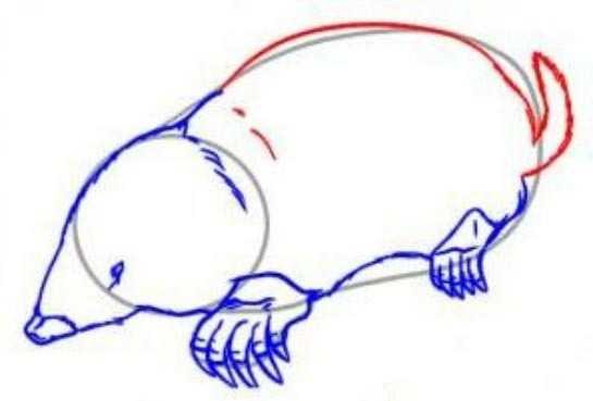 Поэтапный рисунок крота