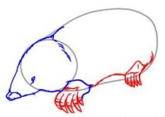 Крот рисунки легкие (45 фото)