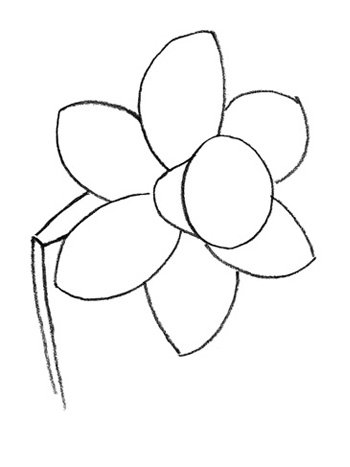 Нарцисс карандашом для начинающих