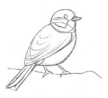 Синица раскраска