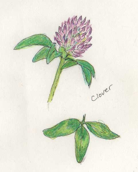 Нарисовать Клевер Луговой