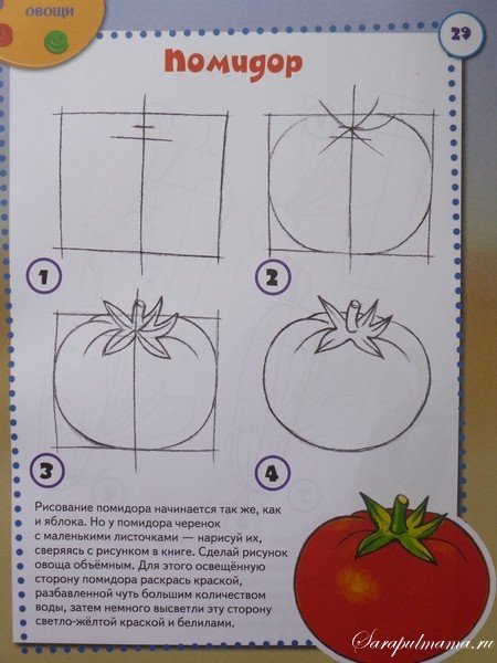 Поэтапное рисование овощей