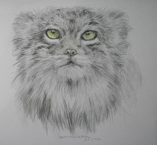 Кот Манул рисунок