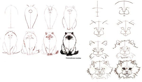 Манул рисунок карандашом