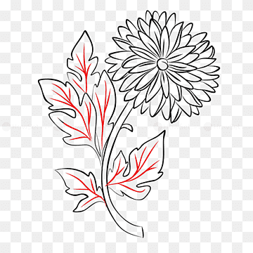 Хризантема рисунок легкий