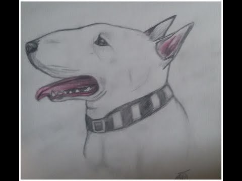 Срисовка собак бультерьер