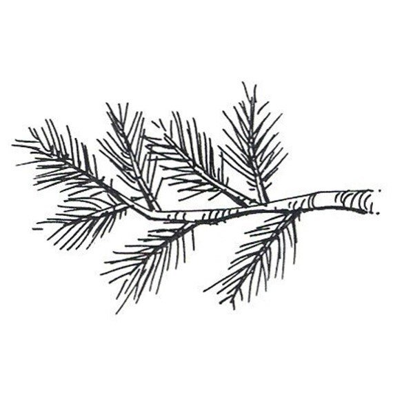 Ветка Еловая