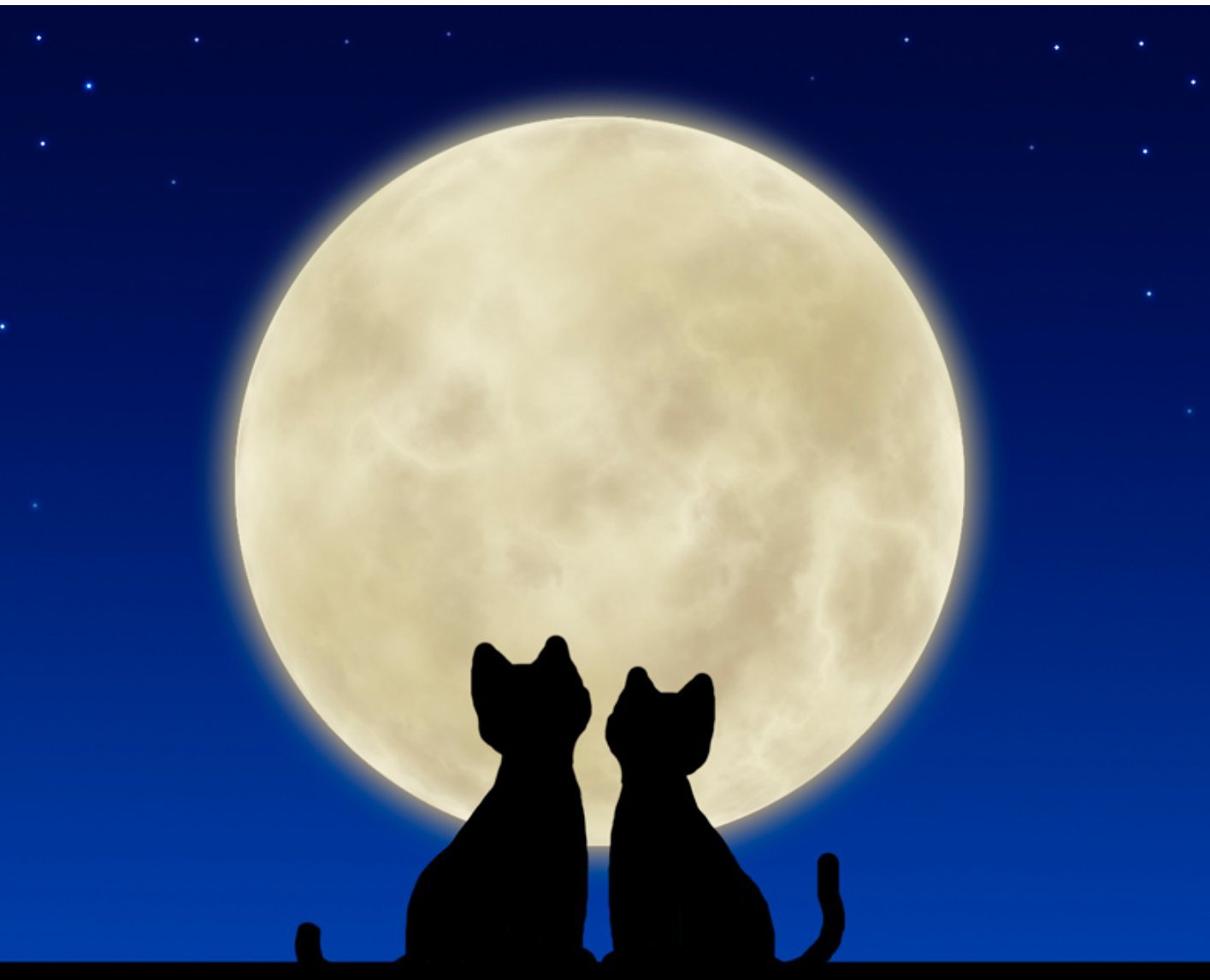 Коты под луной
