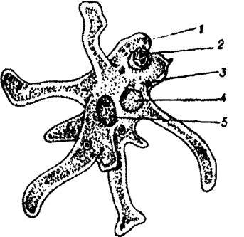 Стигма у амебы обыкновенной