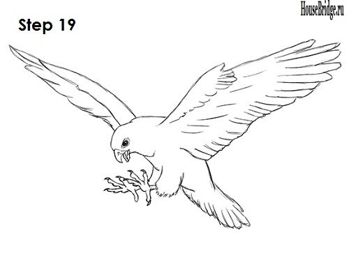 Коршун рисунок карандашом