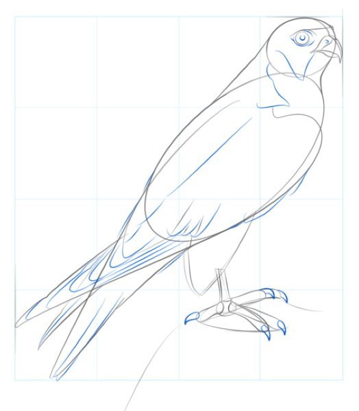 Орел раскраска для детей