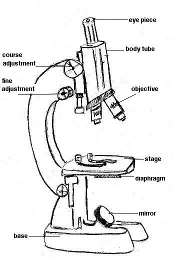 Строение микроскопа рисунок лёгкий