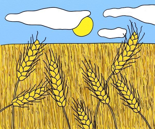 Пшеница рисование