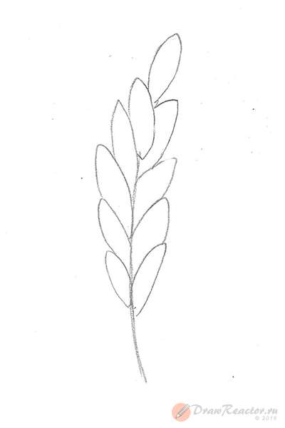 Колосок карандашом