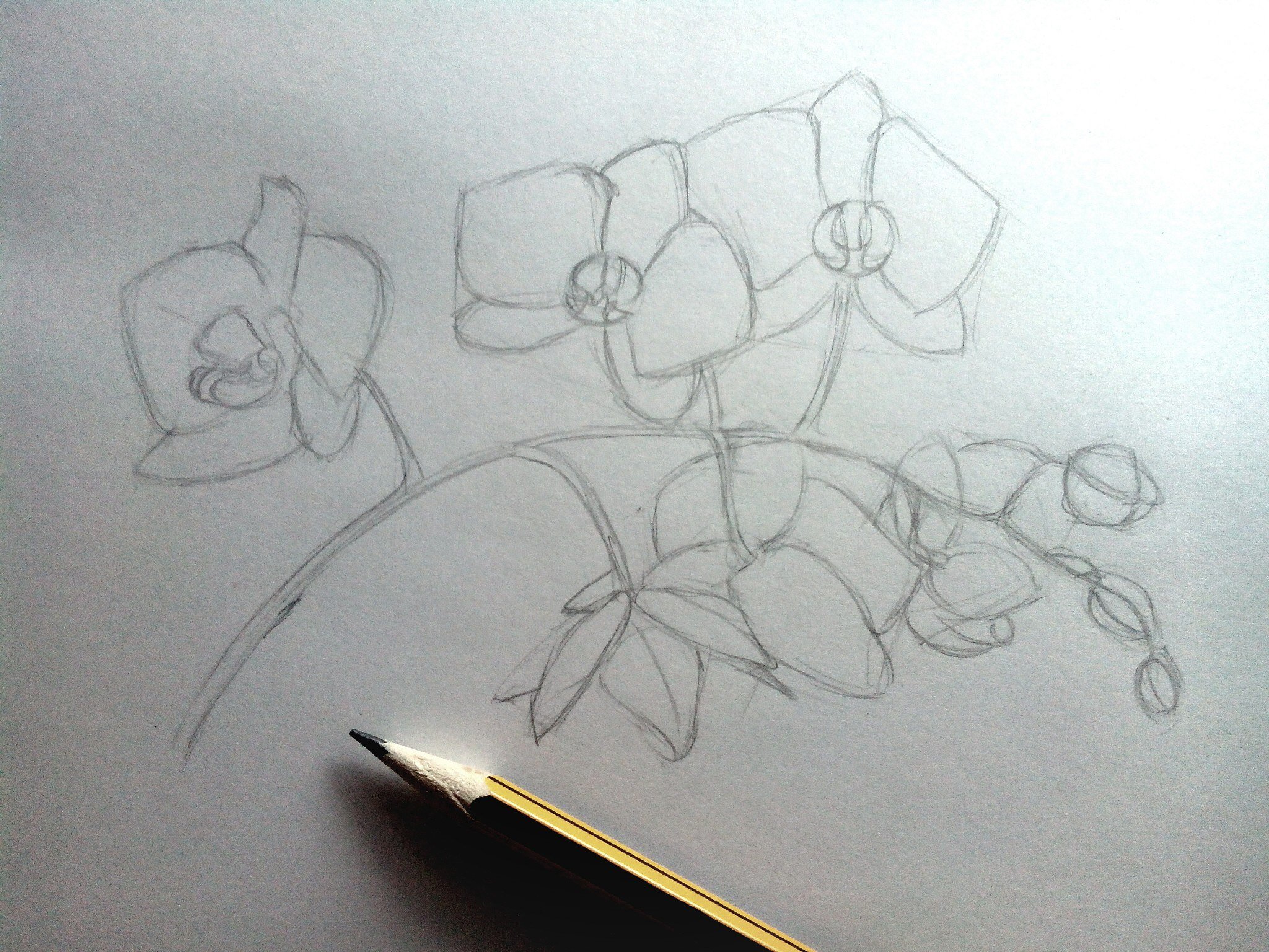 Нарисовать орхидею поэтапно