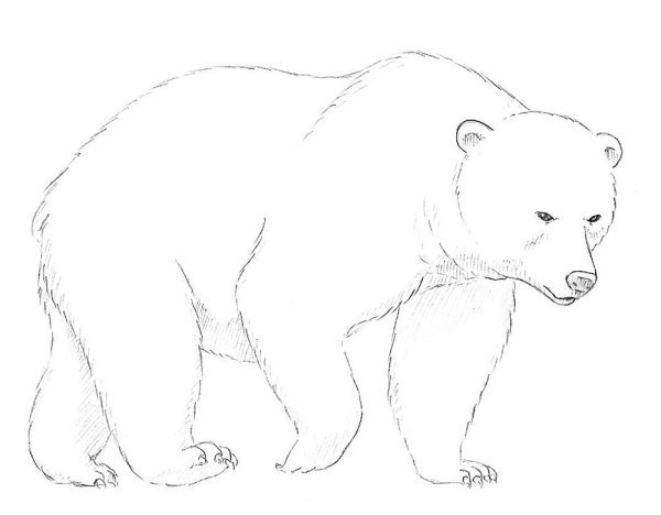 Белый медведь рисунок