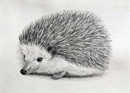 Новогодний Ежик для срисовки