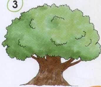 Рисование дуба