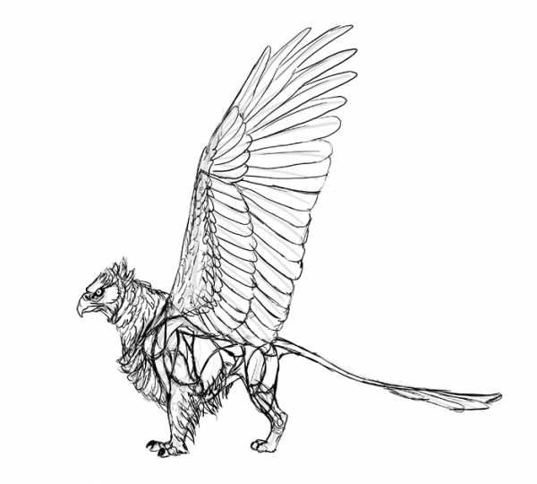 Рисунки карандашом для начинающих Грифон