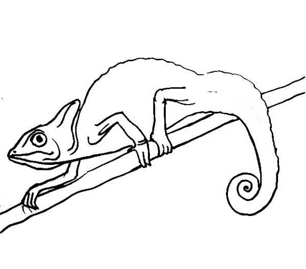Хамелеон рисунок карандашом