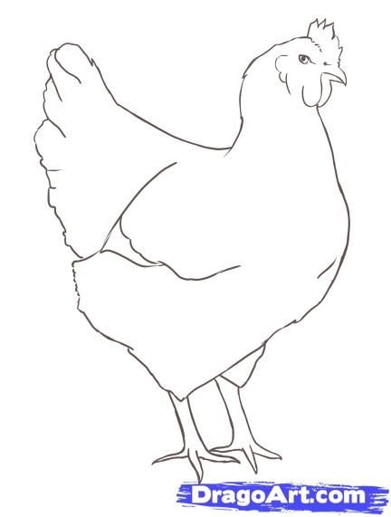 Чёрная курица рисунок карандашом