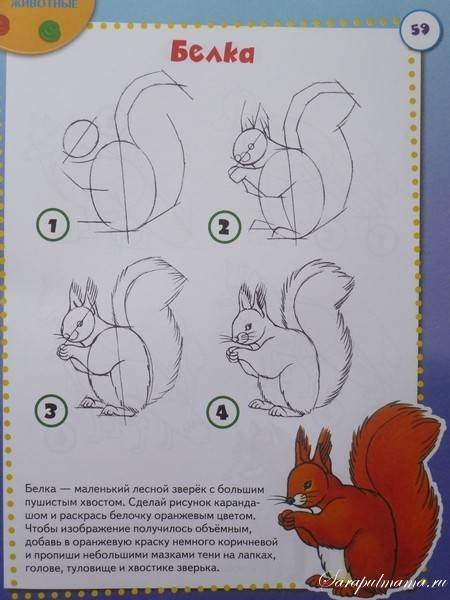 Белочка рисунки для детей легкие (47 фото)