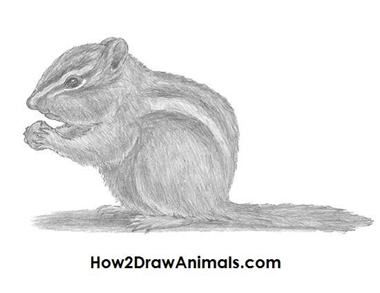 Рисуем бурундука поэтапно