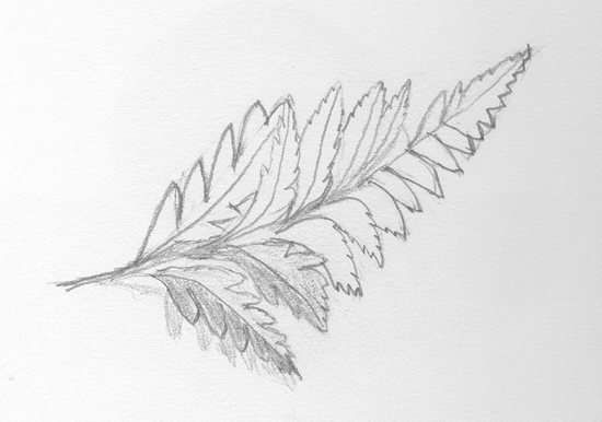 Папоротник рисунок карандашом