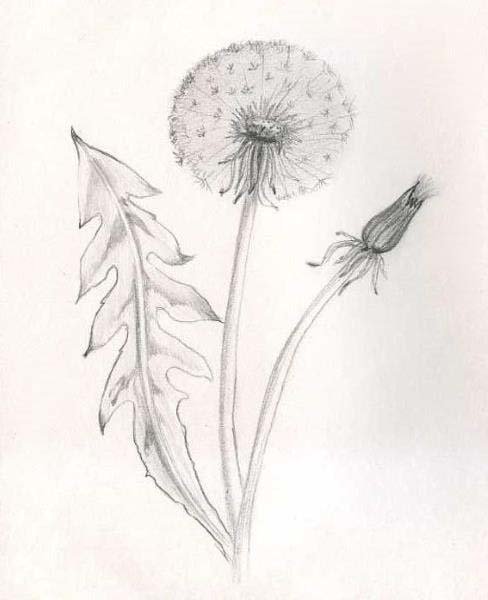 Одуванчик карандашом