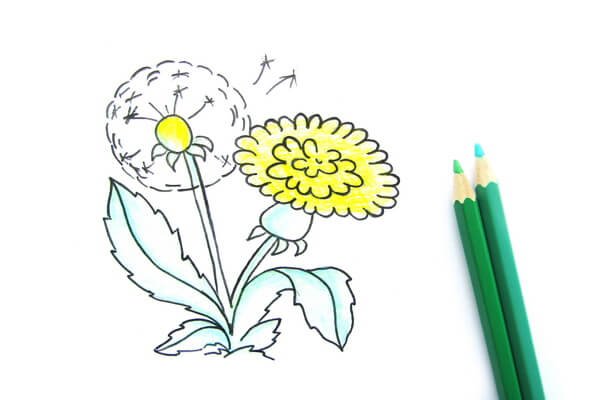 Поэтапное рисование одуванчика
