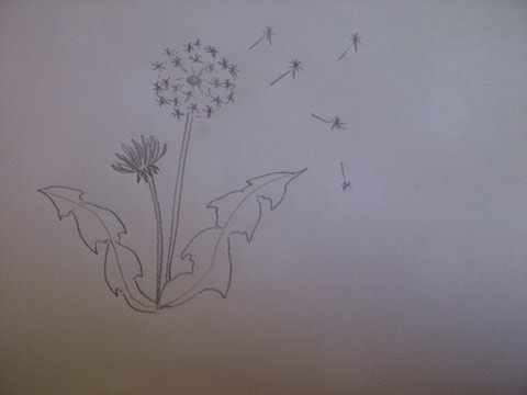 Одуванчик рисунок карандашом