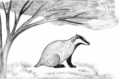 Барсук нарисовать легко