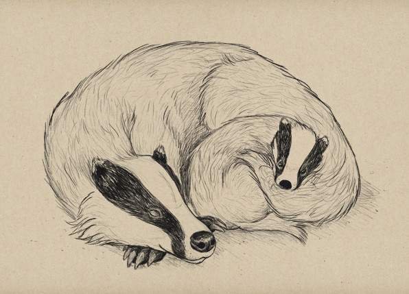 Барсук карандашом