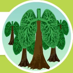 Легкие в виде дерева