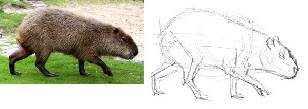 Капибара рисунок